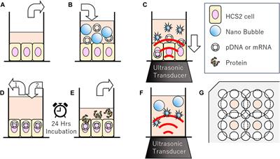 Influence of Nanobubble Size Distribution on Ultrasound-Mediated Plasmid DNA and Messenger RNA Gene Delivery